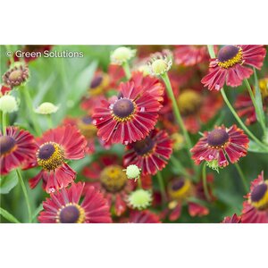 SNEEZEWEED MARIACHI SIESTA 1G