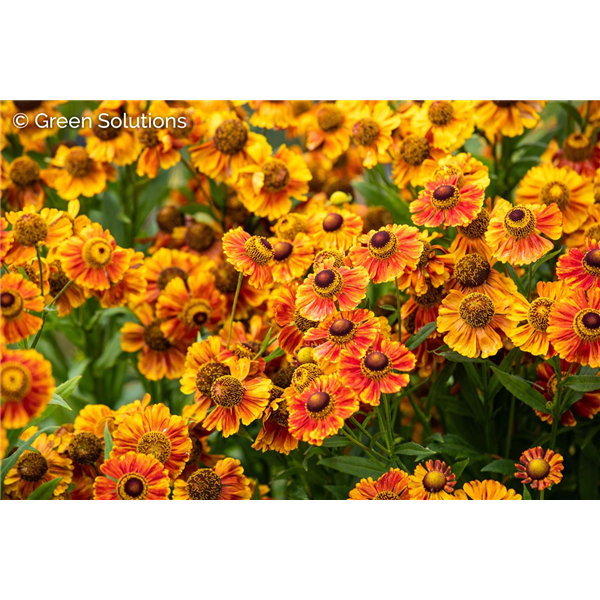 SNEEZEWEED SALUD EMBERS 1G