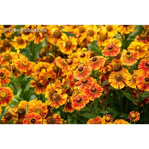 SNEEZEWEED SALUD EMBERS 1G