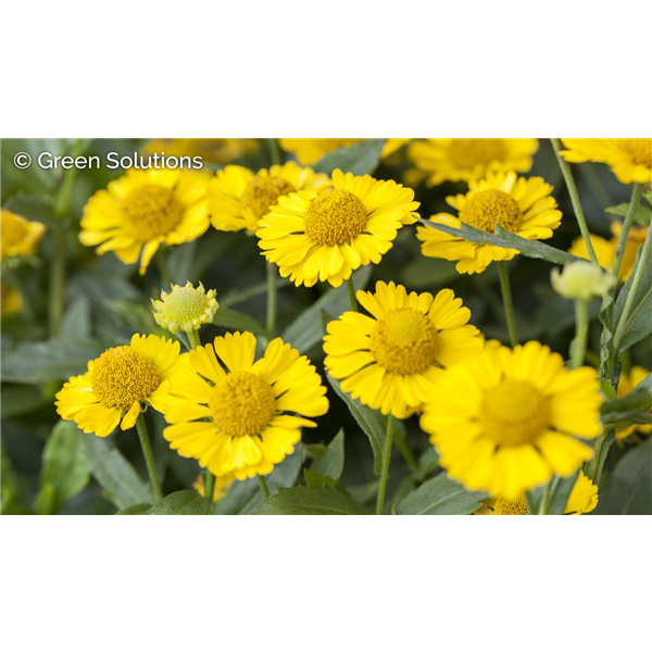 SNEEZEWEED SALUD YELLOW 1G