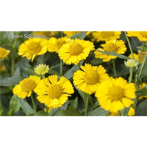 SNEEZEWEED SALUD YELLOW 1G
