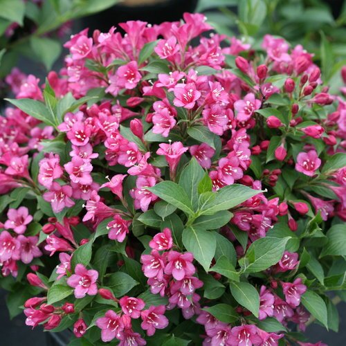SNIPPET DARK PINK WEIGELA 20CM