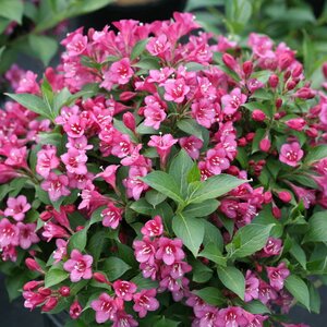 SNIPPET DARK PINK WEIGELA 20CM