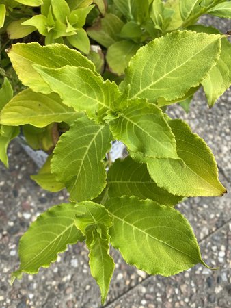 SNIPPET LIME WEIGELA 30CM