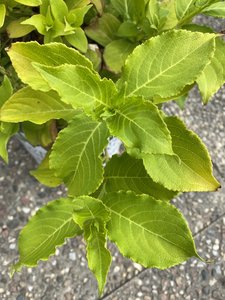 SNIPPET LIME WEIGELA 30CM