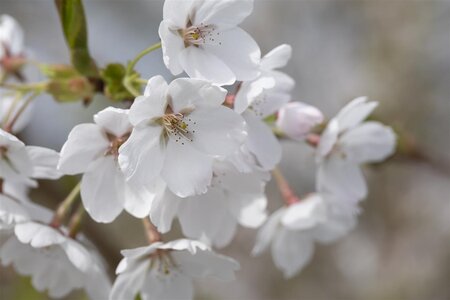 SNOW FOUNTAIN WEEPING CHERRY 175CM BUD 