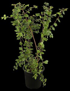 SNOWBERRY 2G - image 4