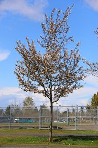 SNOWCLOUD SERVICEBERRY 175CM - image 2