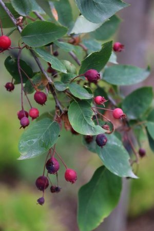 SNOWCLOUD SERVICEBERRY 175CM - image 1