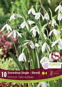 SNOWDROP SINGLE ELWESII 10PKG