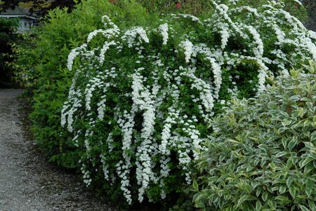 SNOWMOUND SPIREA 30 CM