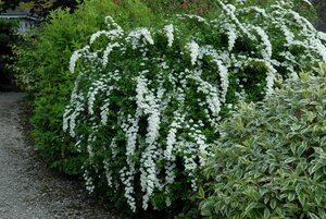 SNOWMOUND SPIREA 30 CM - image 6