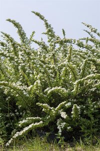 SNOWMOUND SPIREA STD  - image 3