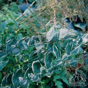 SOLOMON'S SEAL VARIEGATUM 4IN