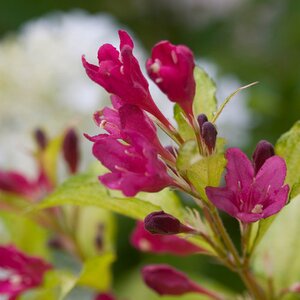 SONIC BLOOM GHOST WEIGELA 20CM