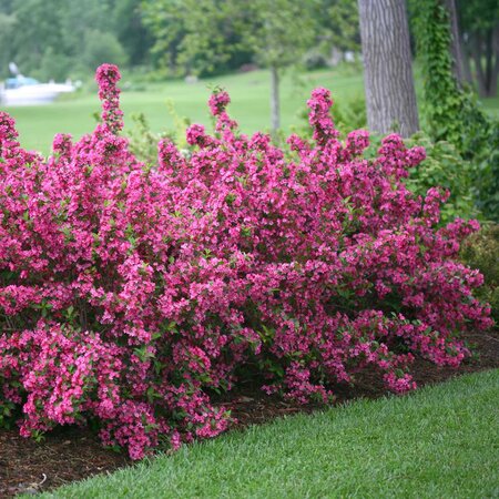 SONIC BLOOM WEIGELA PINK 30CM