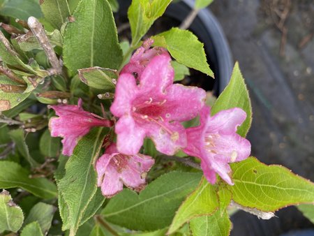 SONIC BLOOM WEIGELA PINK 30CM