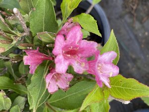 SONIC BLOOM WEIGELA PINK 30CM