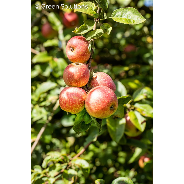 SPARTAN APPLE SEM-DWARF 20MM