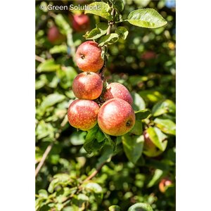 SPARTAN APPLE SEM-DWARF 20MM