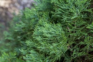 SPARTAN JUNIPER 100 CM - image 5