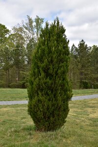 SPARTAN JUNIPER 110 CM - image 6