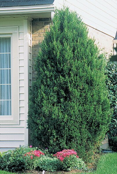 SPARTAN JUNIPER 150 CM (Upright)