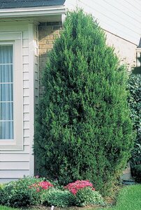 SPARTAN JUNIPER 150 CM (Upright)