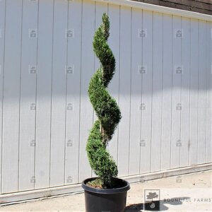 SPARTAN JUNIPER SPIRAL 200CM
