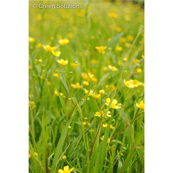 SPEARWORT