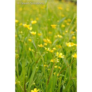 SPEARWORT