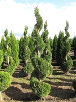Specialty Evergreens