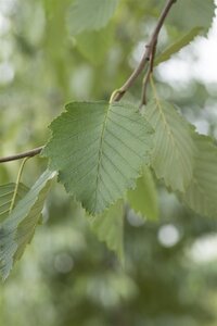 SPECKLED ALDER 1G (ALNUS INCANA VAR. RUGOSA) - image 2