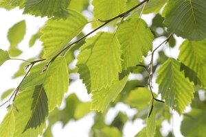SPECKLED ALDER 1G (ALNUS INCANA VAR. RUGOSA) - image 1