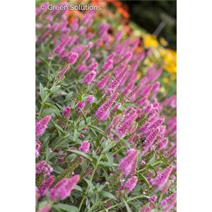 SPEEDWELL ASPIRE 4IN