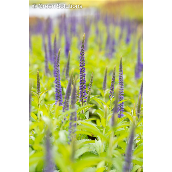 SPEEDWELL BLUE SKYWALKER 1G