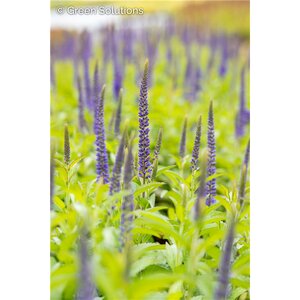 SPEEDWELL BLUE SKYWALKER 1G