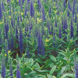 SPEEDWELL ROYAL CANDLES 1G