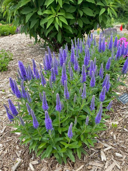 SPEEDWELL SKYWARD BLUE 1G