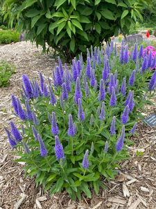 SPEEDWELL SKYWARD BLUE 1G