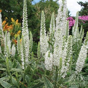 SPEEDWELL SNOW CANDLES 1G