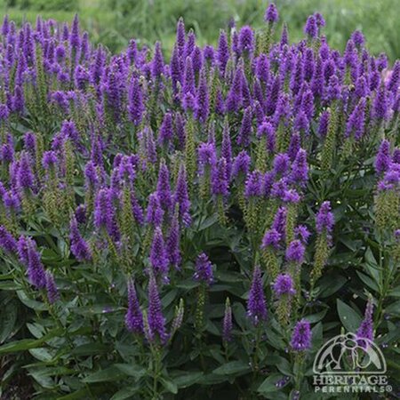 SPEEDWELL VERY VAN GOGH 1G