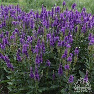 SPEEDWELL VERY VAN GOGH 1G