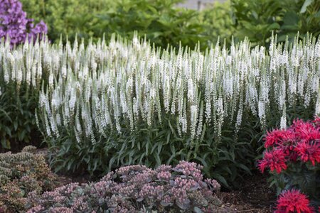 SPEEDWELL WHITE WANDS 1G