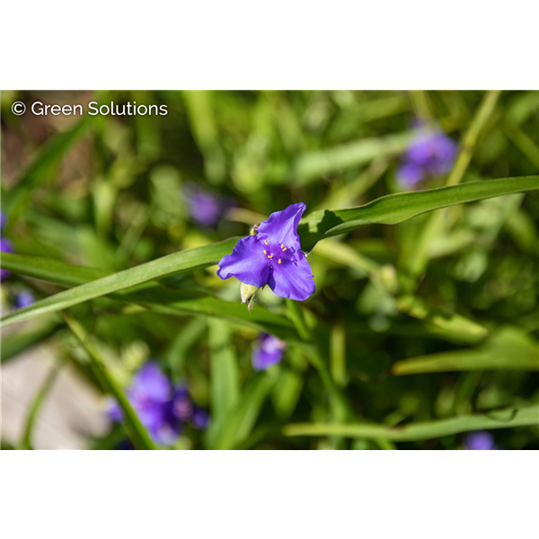 SPIDERWORT ANGELIC CHARM 1G