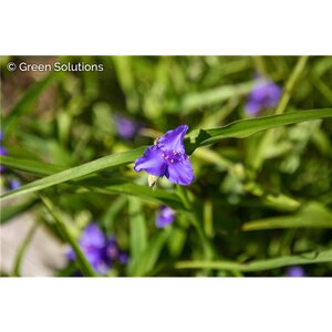 SPIDERWORT ANGELIC CHARM 1G