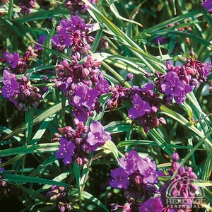 SPIDERWORT CONCORD GRAPE 1G