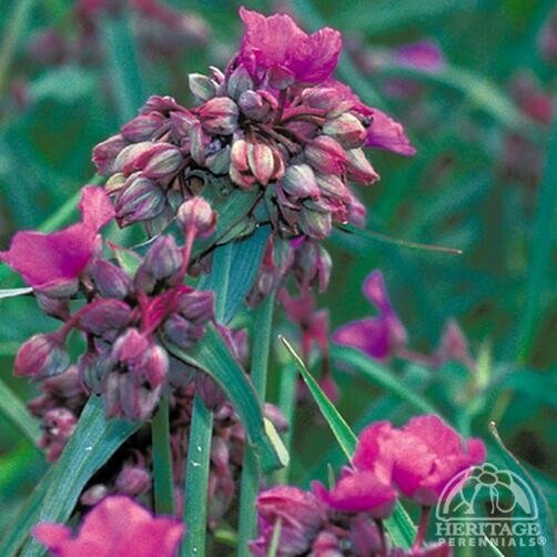 SPIDERWORT RED GRAPE 1G
