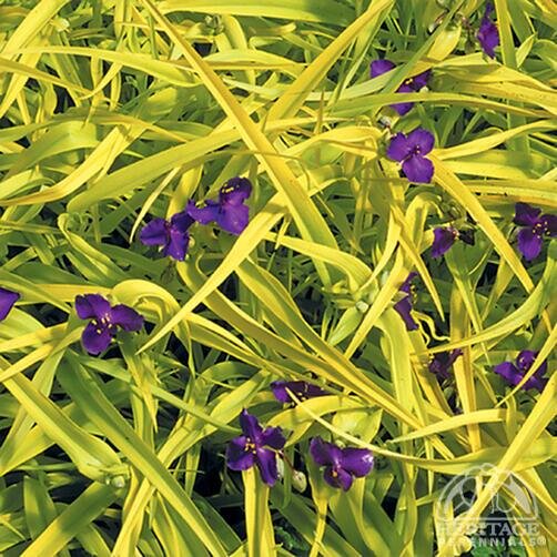 SPIDERWORT SWEET KATE 1G