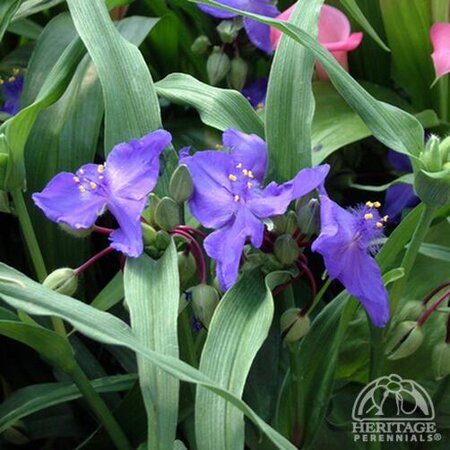 SPIDERWORT ZWANENBURG BLUE 1G